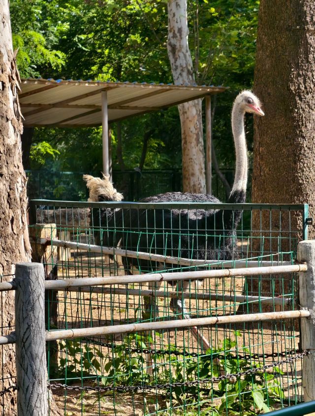 綠野仙蹤,動物樂園 —— 濟南動物園的奇妙探險。 綠野仙蹤,動物樂園 —— 濟南動物園的奇妙探險。
