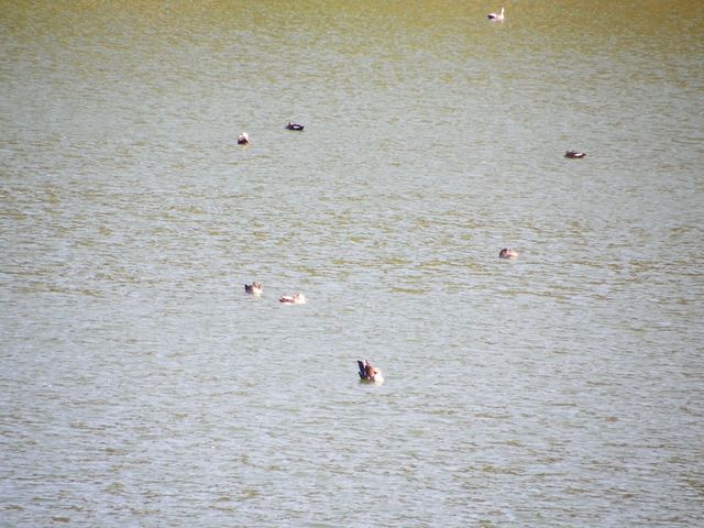 和順古鎮野鴨湖。