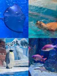 成都極地海洋公園。