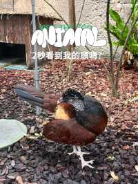 台北動物園