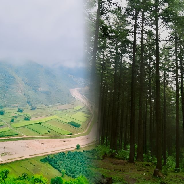 山西旅行｜蘆芽山是山西人的阿勒泰。