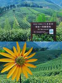 安吉之旅，邂逅最美「一片葉子」。