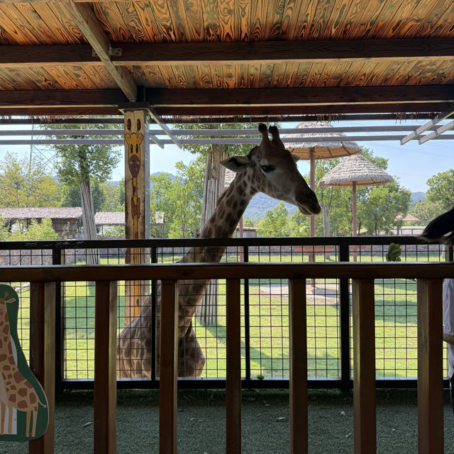 Splash, Soak, and Safari: Family Adventures at Nanjing's Ziqing Lake Splash, Soak, and Safari: Family Adventures at Nanjing's Ziqing Lake