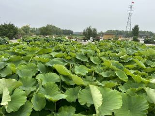 白洋淀風景區、冉莊地道戰遺址及紀念館旅遊攻略。