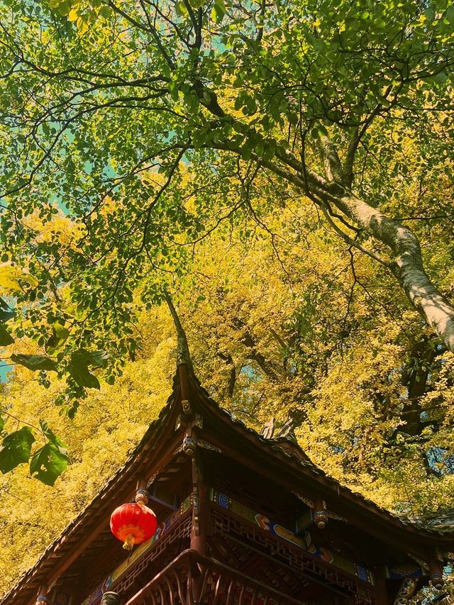 去不同的地方看萬千楓葉。。