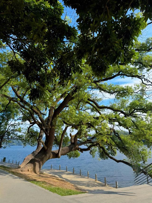 廣東的「小洱海」——東莞同沙生態園遊玩攻略。