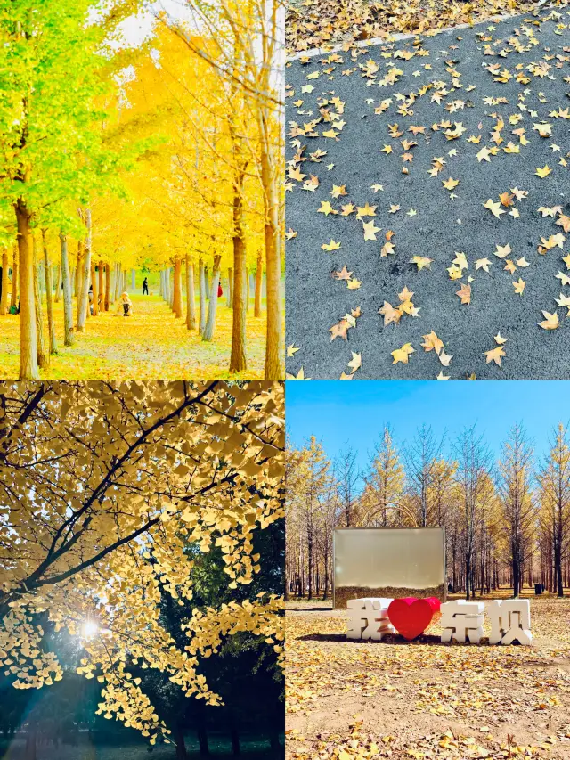 北京最美的季節來自東壩公園。