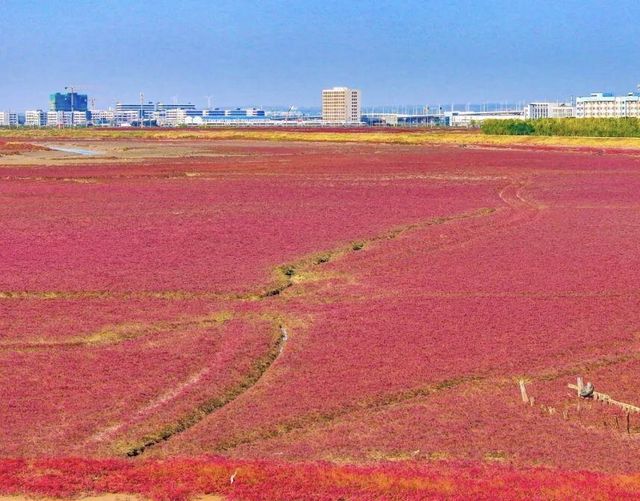 打卡青島西海岸紅海灘。