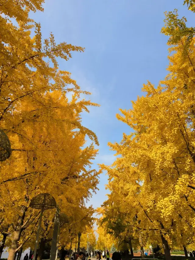 這裡的銀杏美不勝收,但下週可能就沒了!快去吧!