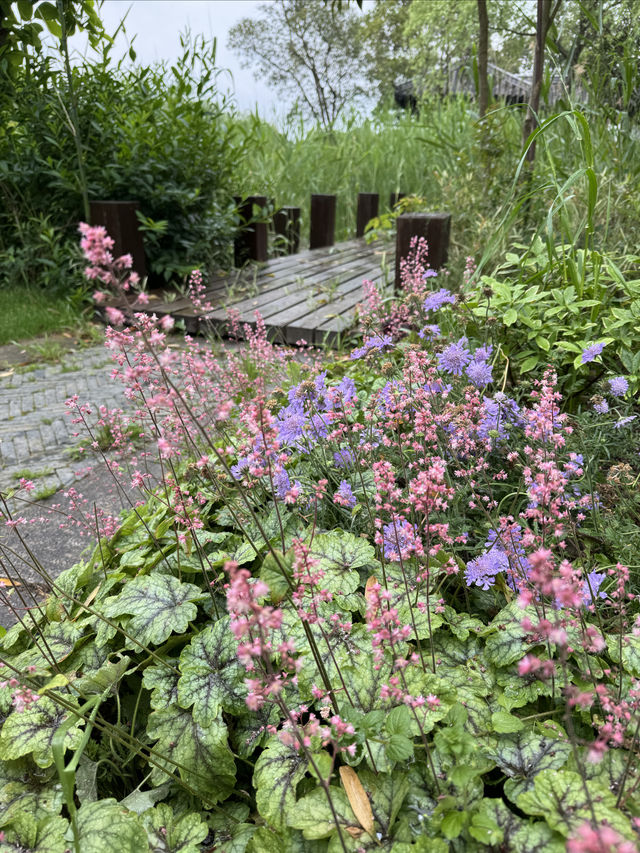 住在景區裡，行在蘆花間｜沙家浜花間亭·蘆花灣酒店。