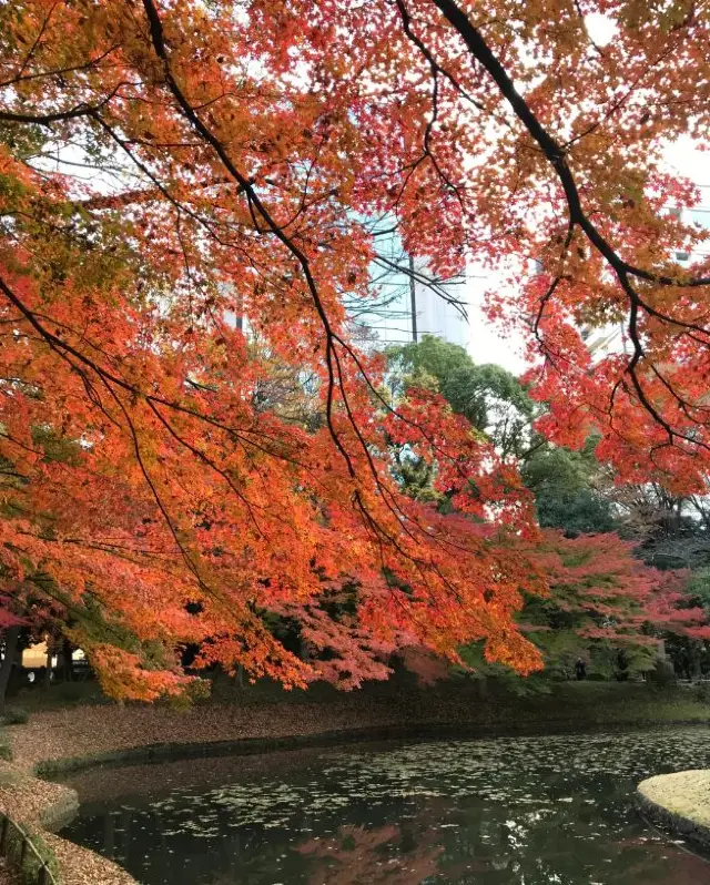 【東京賞楓】古典名園等你來看！