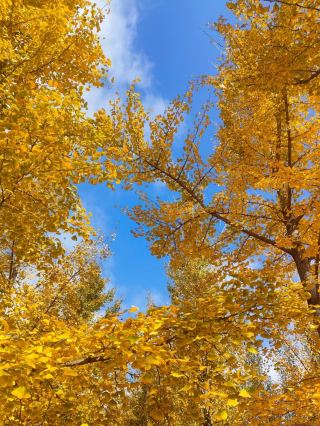Autumn Trip | Zibo, Shandong! The city is covered in golden armor. 