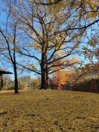 Explore the Beauty of Brooklyn's Prospect Park in Autumn