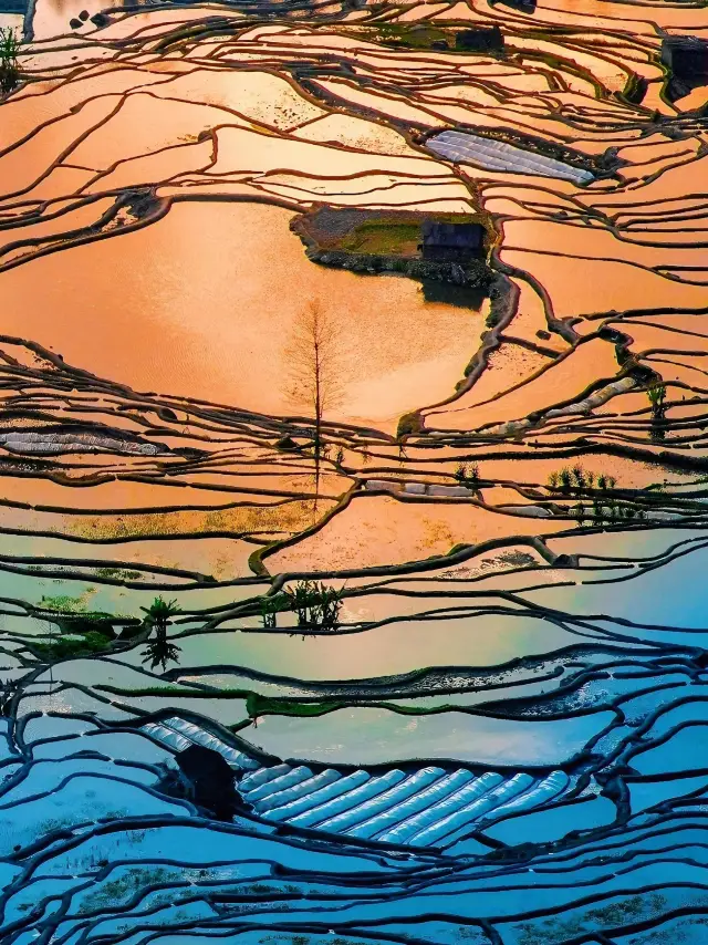 윈난 위안양 계단식 논 | 가장 아름다운 계단식 논.