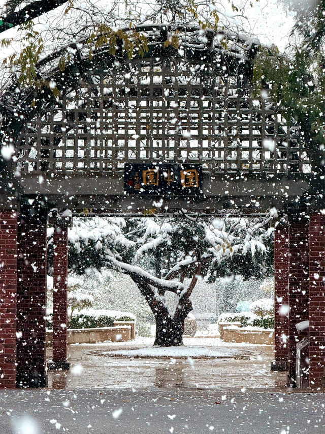 大連初雪絕美 勞動公園張張封神！