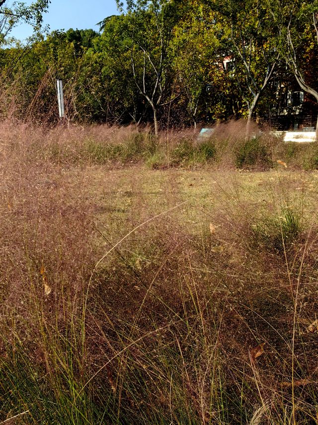 魔都新公園——半馬蘇河公園。