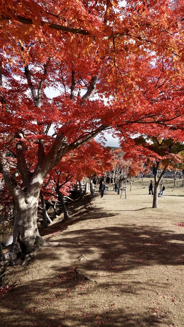 日本賞楓葉最好的時刻