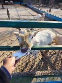 諸城動物園｜冬季寶藏小眾遛娃地