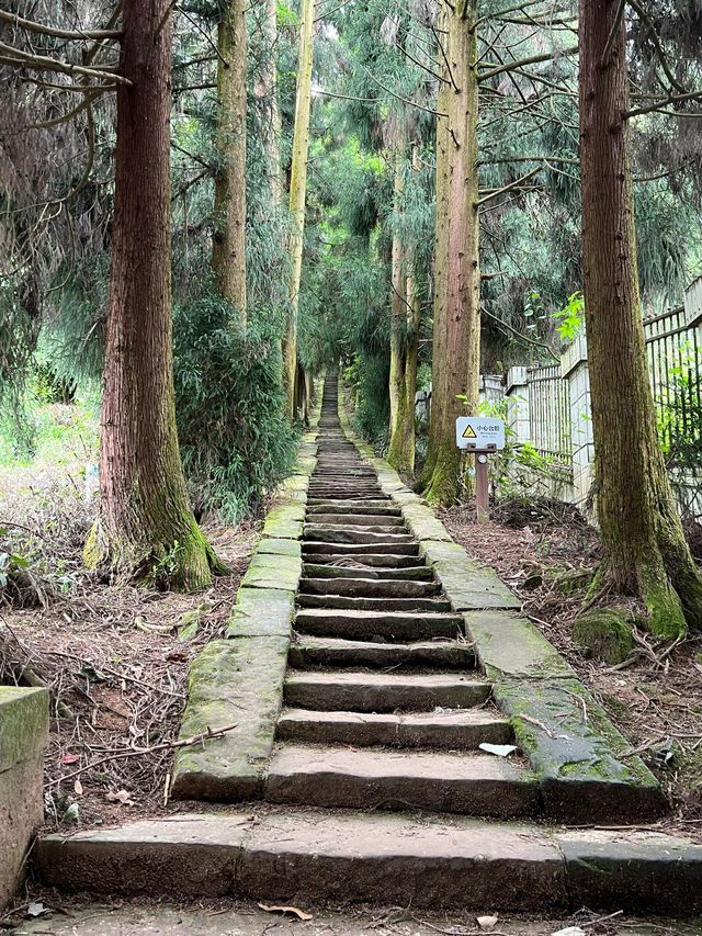 蒙頂山｜雅安｜茶文化發源地與自然風光 