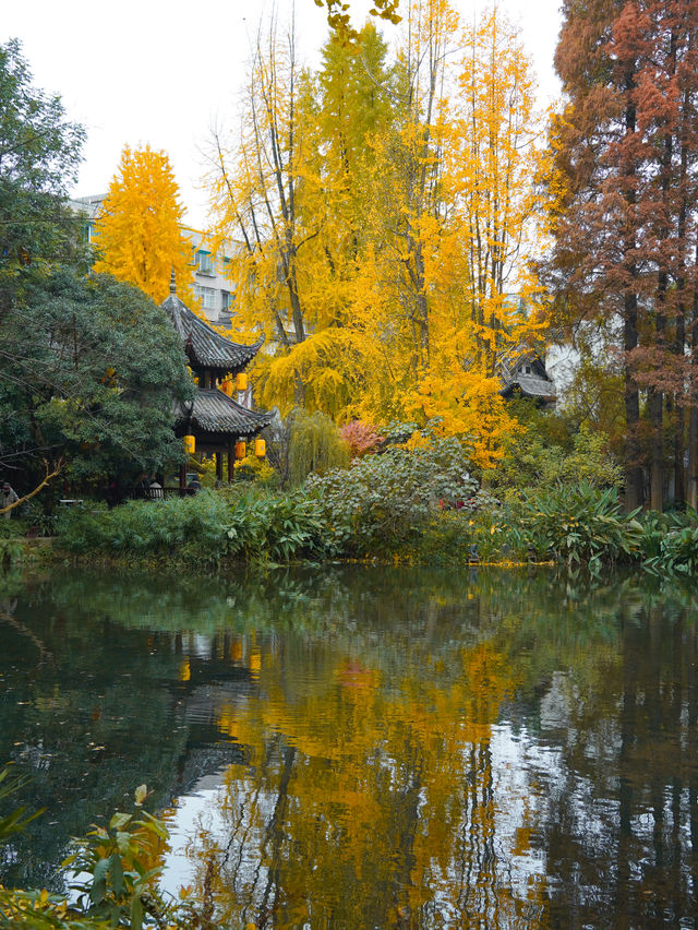 成都周邊！！唯一我想去逛無數次的銀杏公園…