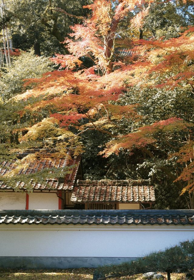 石山寺｜何必去京都看紅葉擠破頭