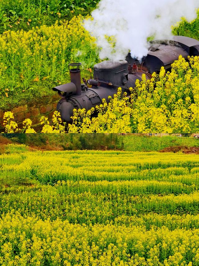 穿越時光隧道！帶你領略嘉陽桫欏湖的奇幻之美