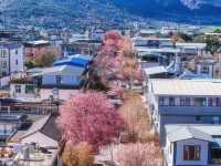 大理冬櫻正當時，都給我去這條路拍！
