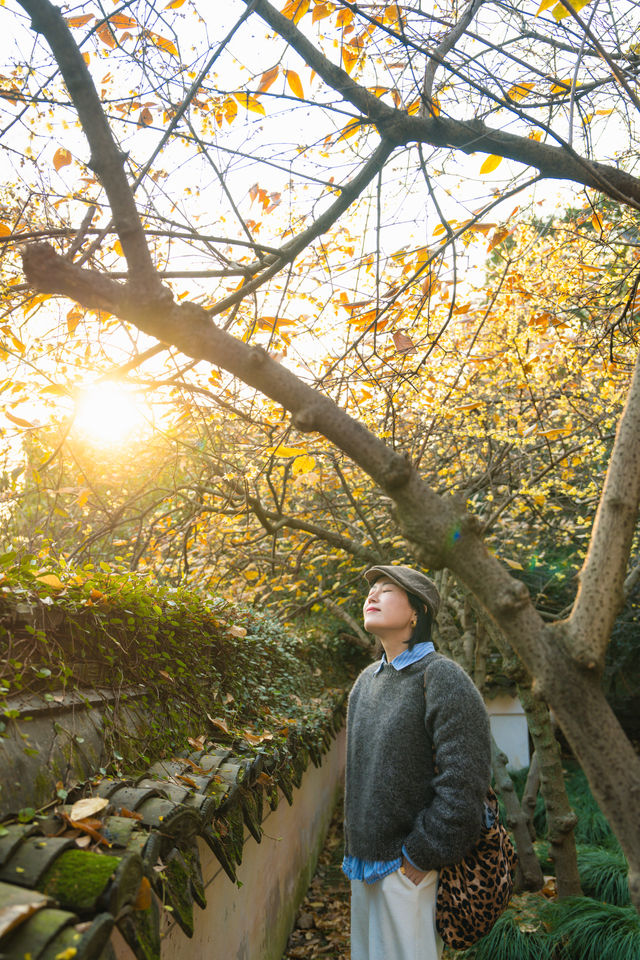 臘梅花開，永遠驚嘆於老祖宗骨子裡的審美！