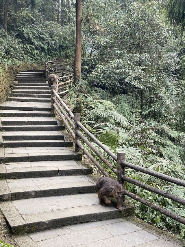 過年要去峨眉山2日遊玩全攻略