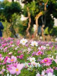 南山西麗·波斯菊花海正是賞花時候