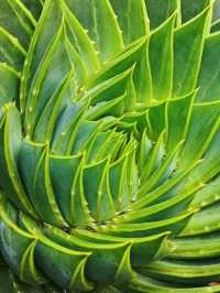 Explore the Auckland Botanic Garden This Spring