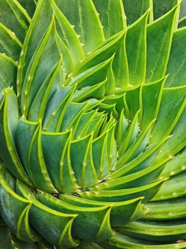 Explore the Auckland Botanic Garden This Spring