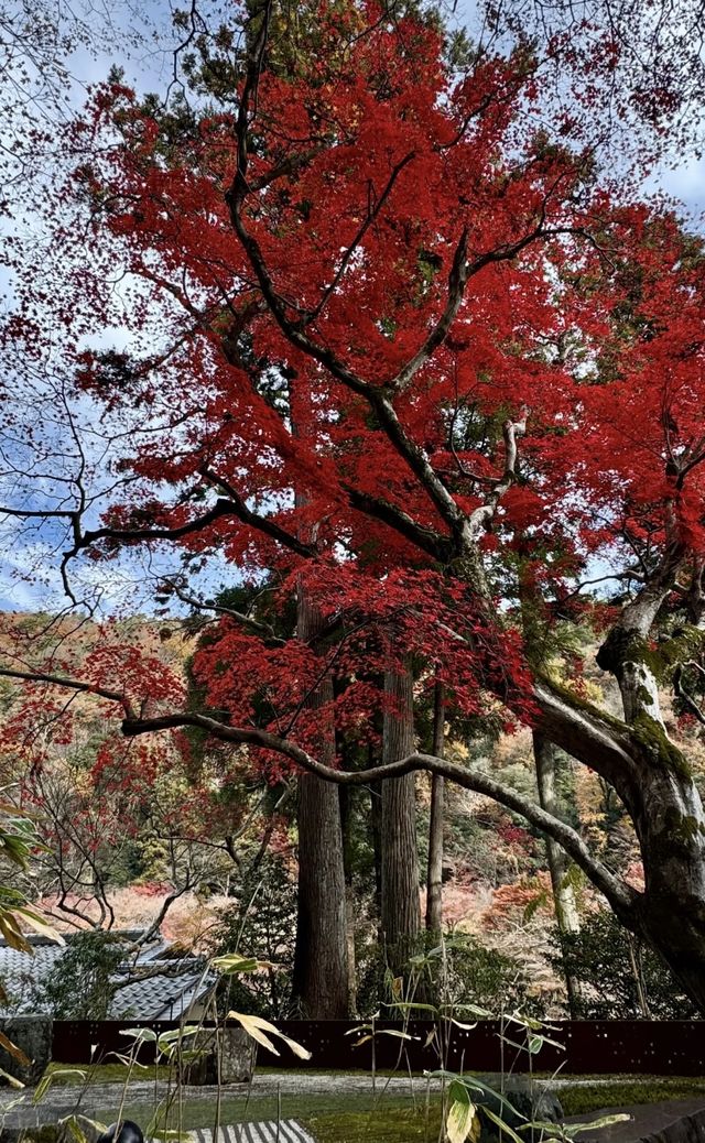 12月 京都 巔峰體驗