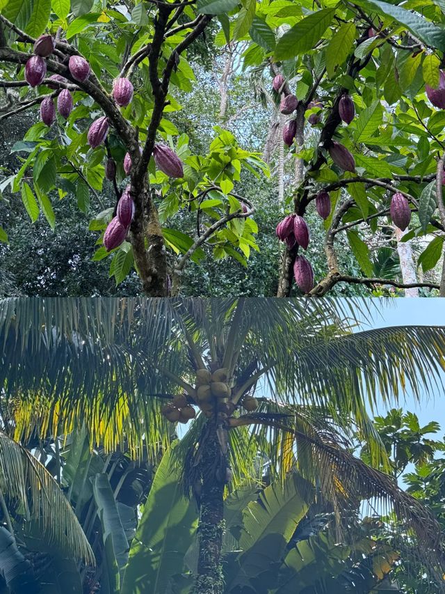 闖進現實版綠野仙蹤 海南熱帶植物園太好逛了