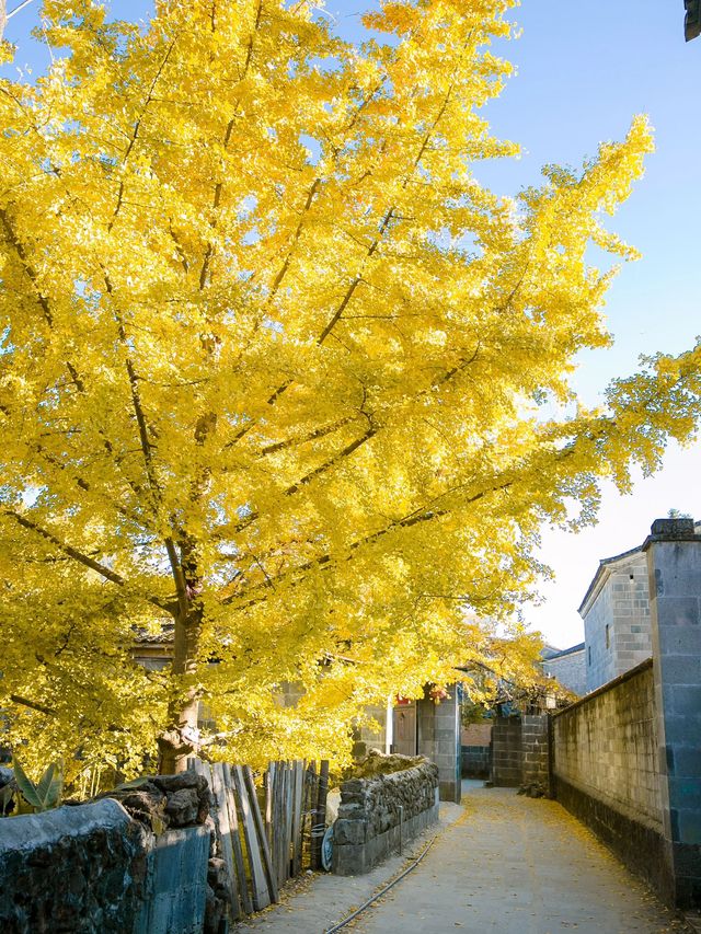 9天雲南昆明-芒市-瑞麗 全攻略來了從此旅行不犯難