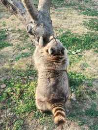 市區公園裏藏了個動物園！這也太超前了吧！
