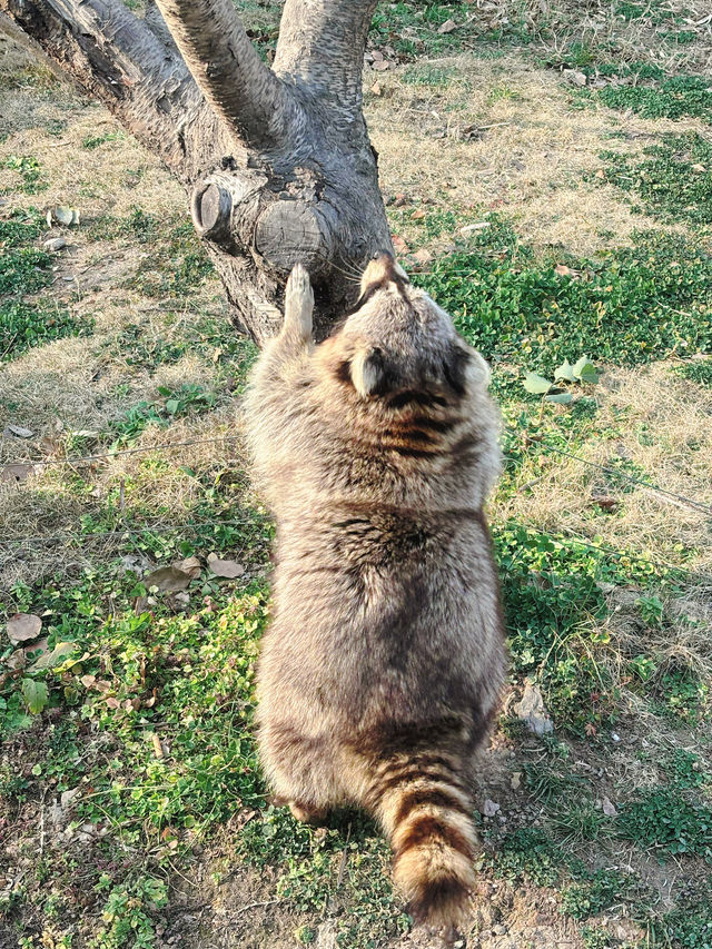 市區公園裏藏了個動物園！這也太超前了吧！