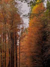 🍂 深圳的秋冬美景 - 蓮花山落羽杉 🍂
