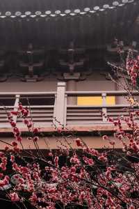 ⁰²¹⁵ 江南無所有，只是被淋了一身紅梅花瓣雨…