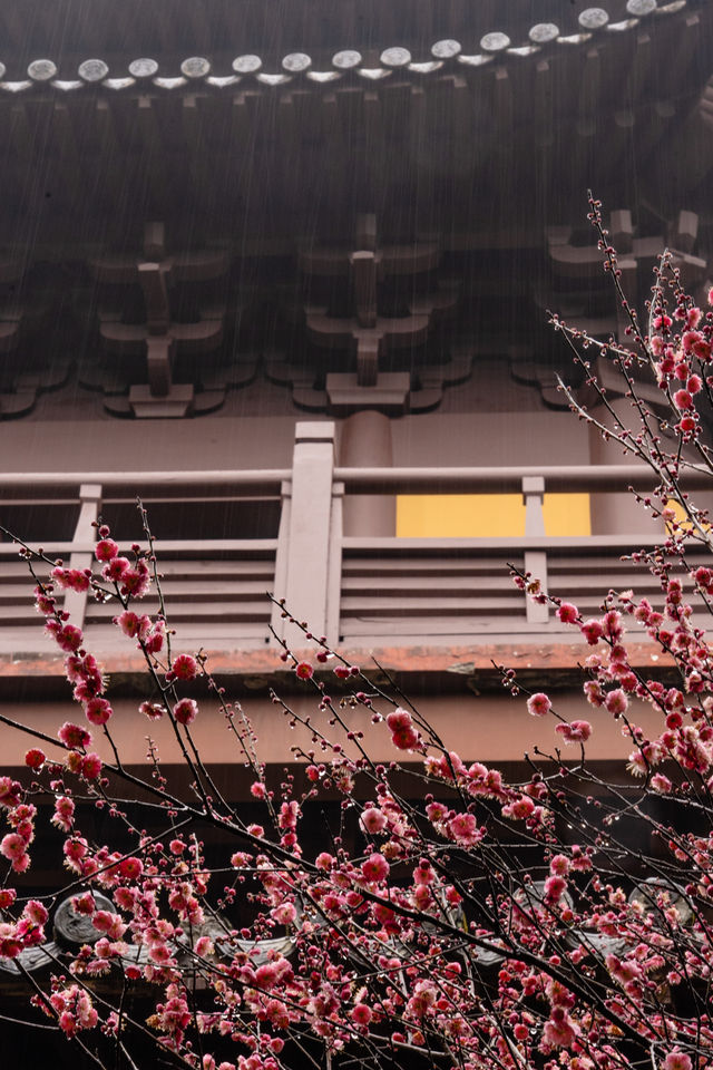 ⁰²¹⁵ 江南無所有，只是被淋了一身紅梅花瓣雨…
