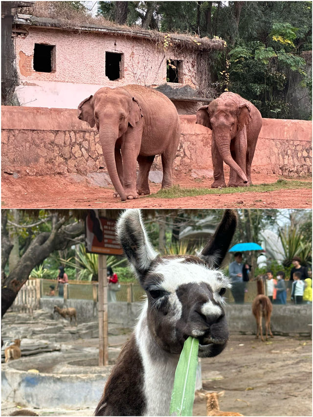 廣州動物園 20元門票超值
