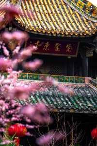 成都｜春日出遊，青羊宮的梅花氛圍感太絕了