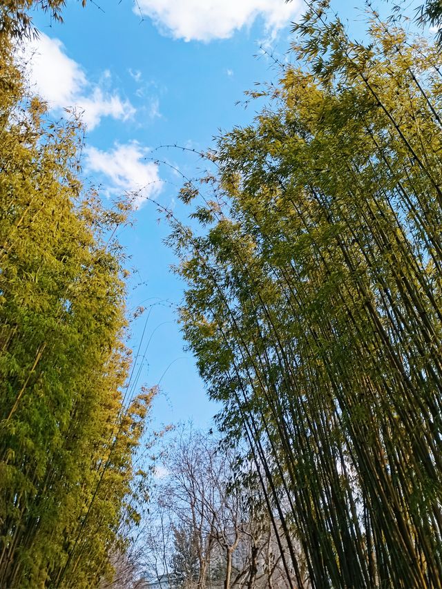 實拍 | 浪漫鬱金香驚艷了初春～