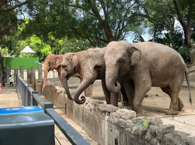 Explore Shenzhen Safari Park and unlock new ways to experience the animal kingdom!