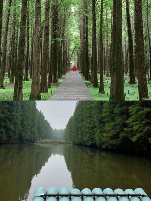 江浙滬私藏吸氧寶地金湖水上森林