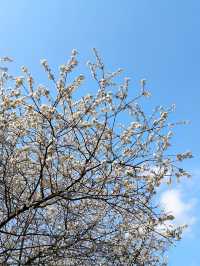 望月公園的第一波櫻花已經綻放 3.1實拍