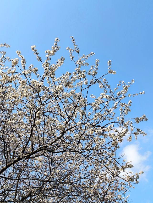 望月公園的第一波櫻花已經綻放 3.1實拍 望月公園的第一波櫻花已經綻放 3.1實拍