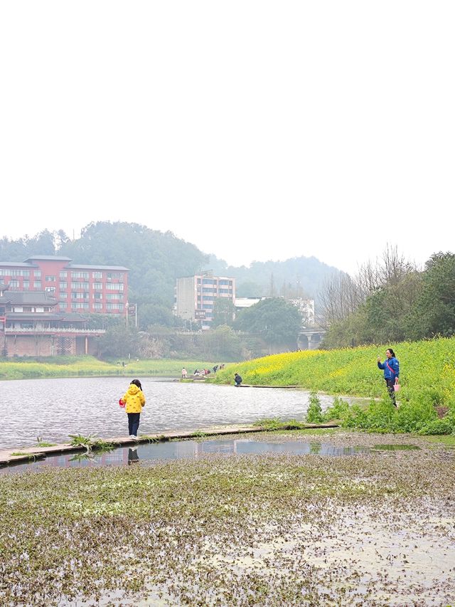 樂山濠上大橋 · 闖進春日油菜花秘境