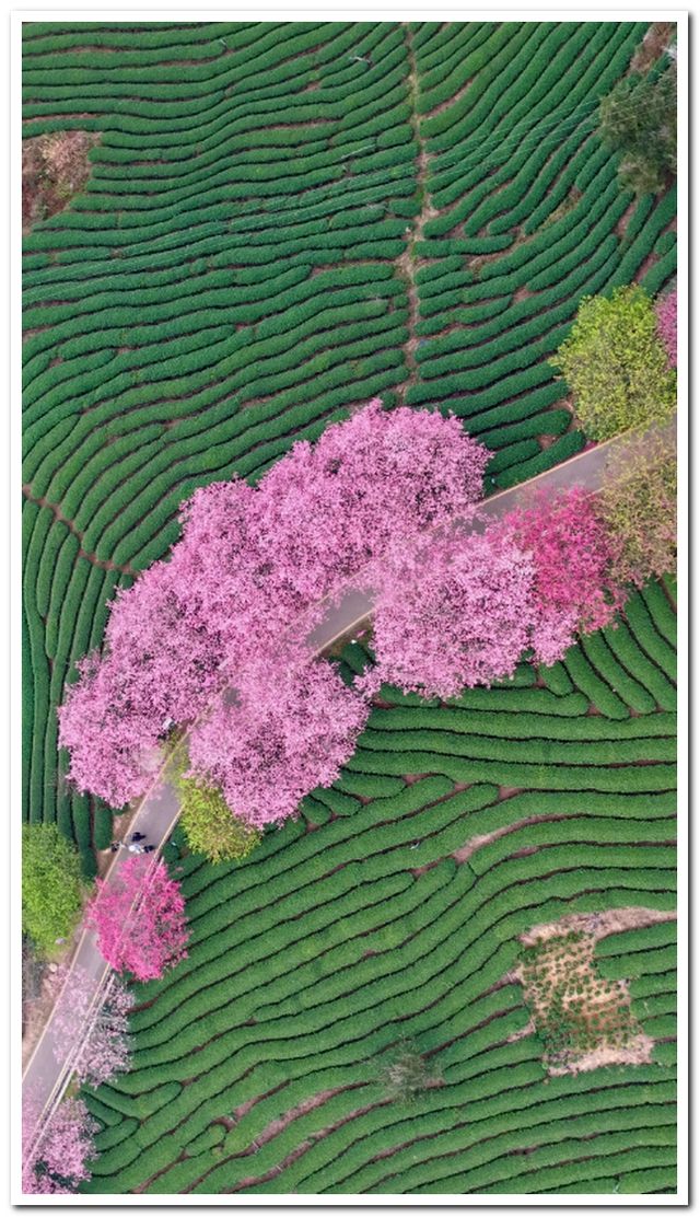 福建龍巖永福櫻花 | 夢幻仙境拍照全攻略