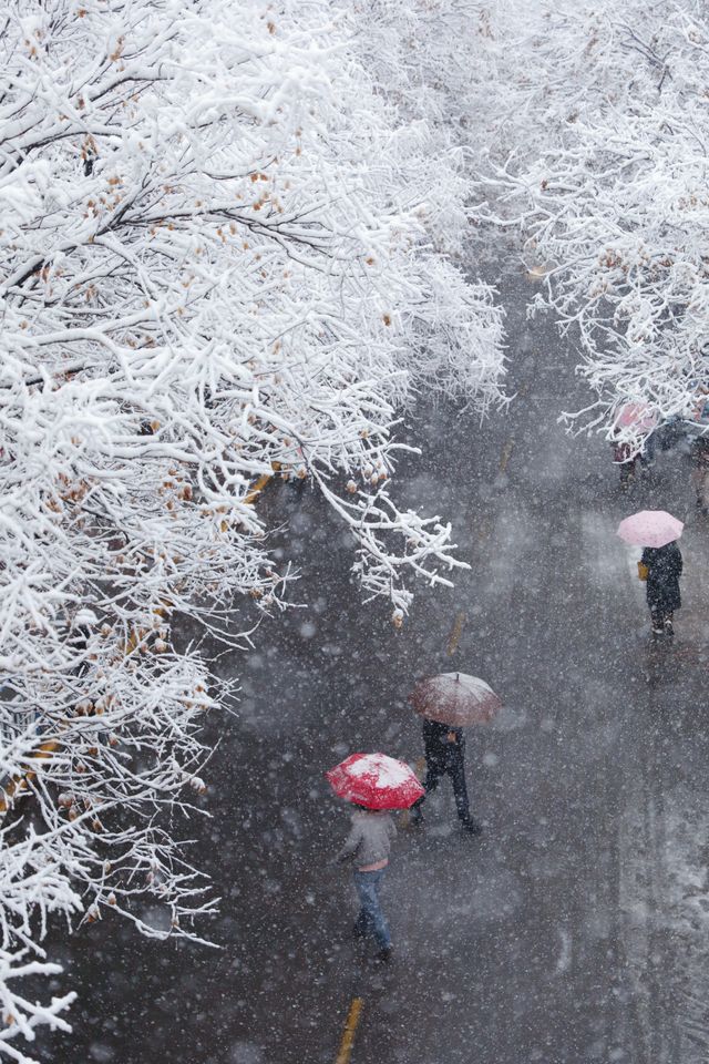 春雪銀裝素裹，宛如畫卷。